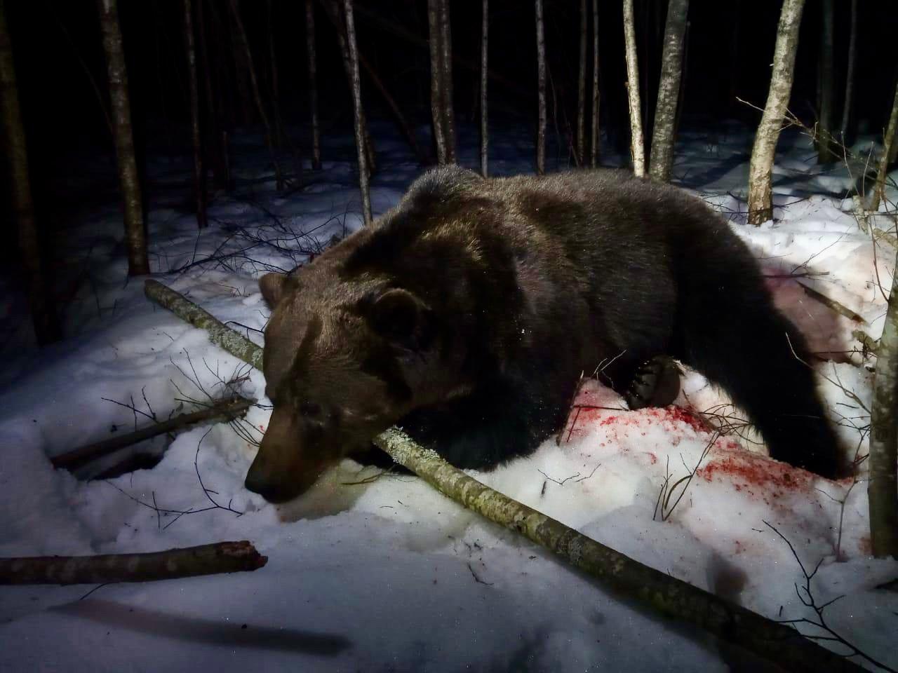 Охота на медведя в Смоленской области: охотхозяйство «Сапфир» 🐻