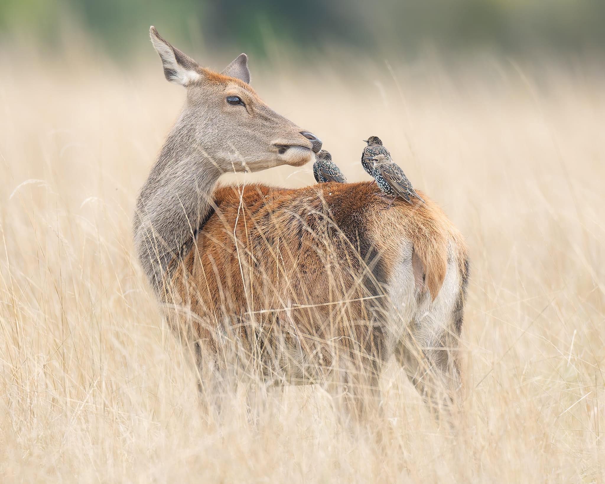 A Brilliant Day Capturing Stags in the Wild
