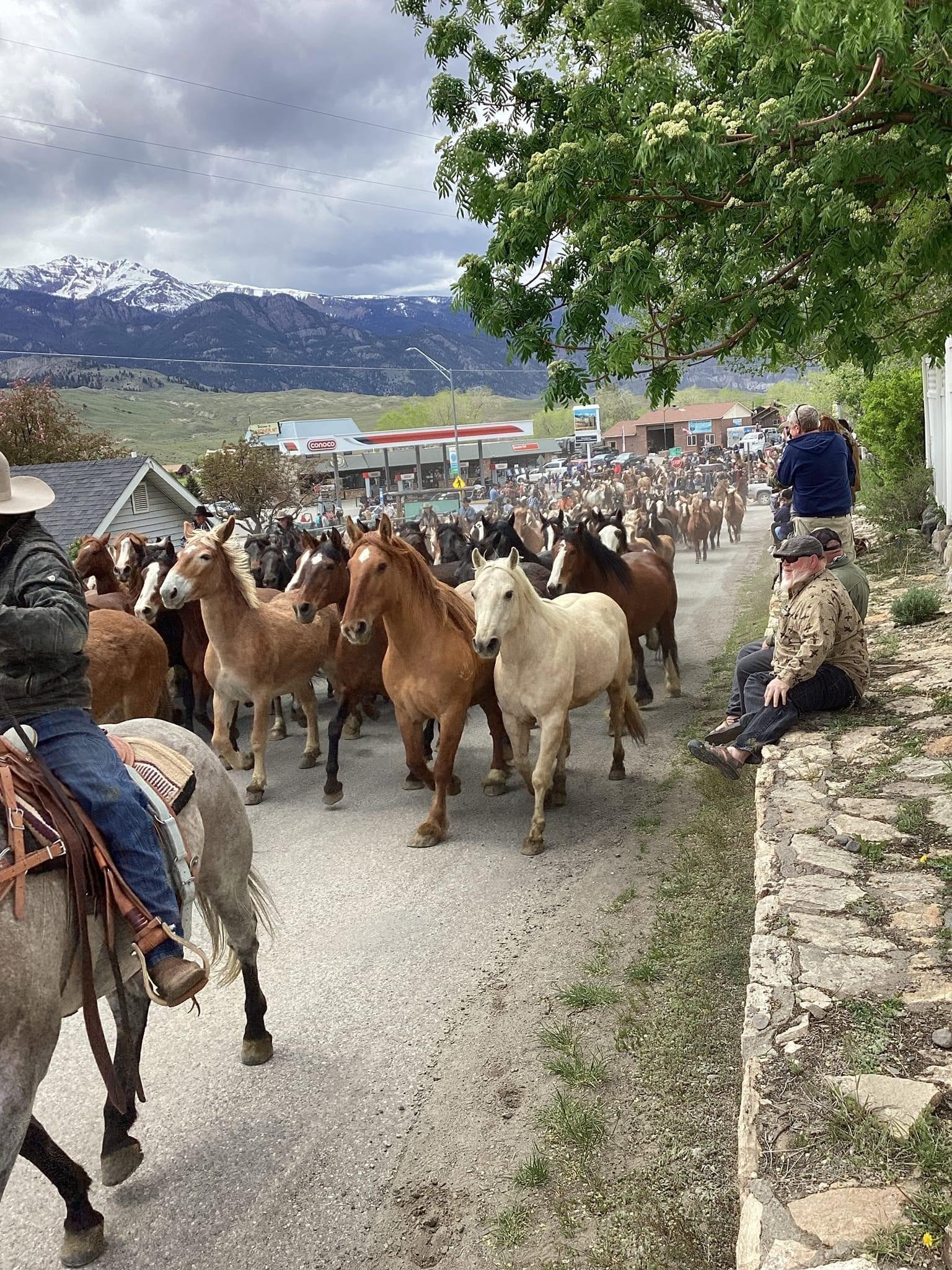 Favorite thing to do on memorial day weekend is go to small town gardiner and watch the horse drive to summer pastures