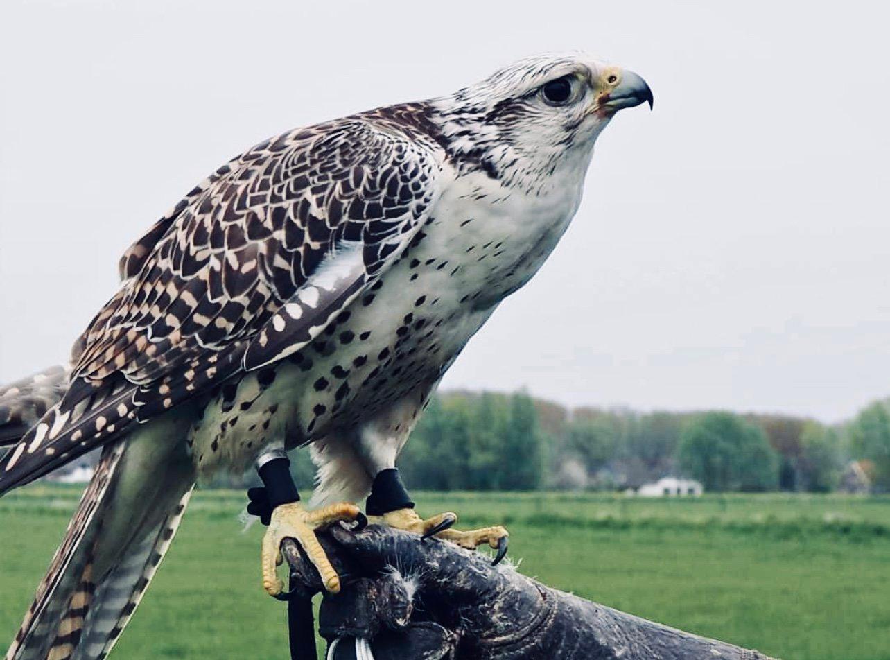 Falconry Training: Techniques and Methods for Training Raptors