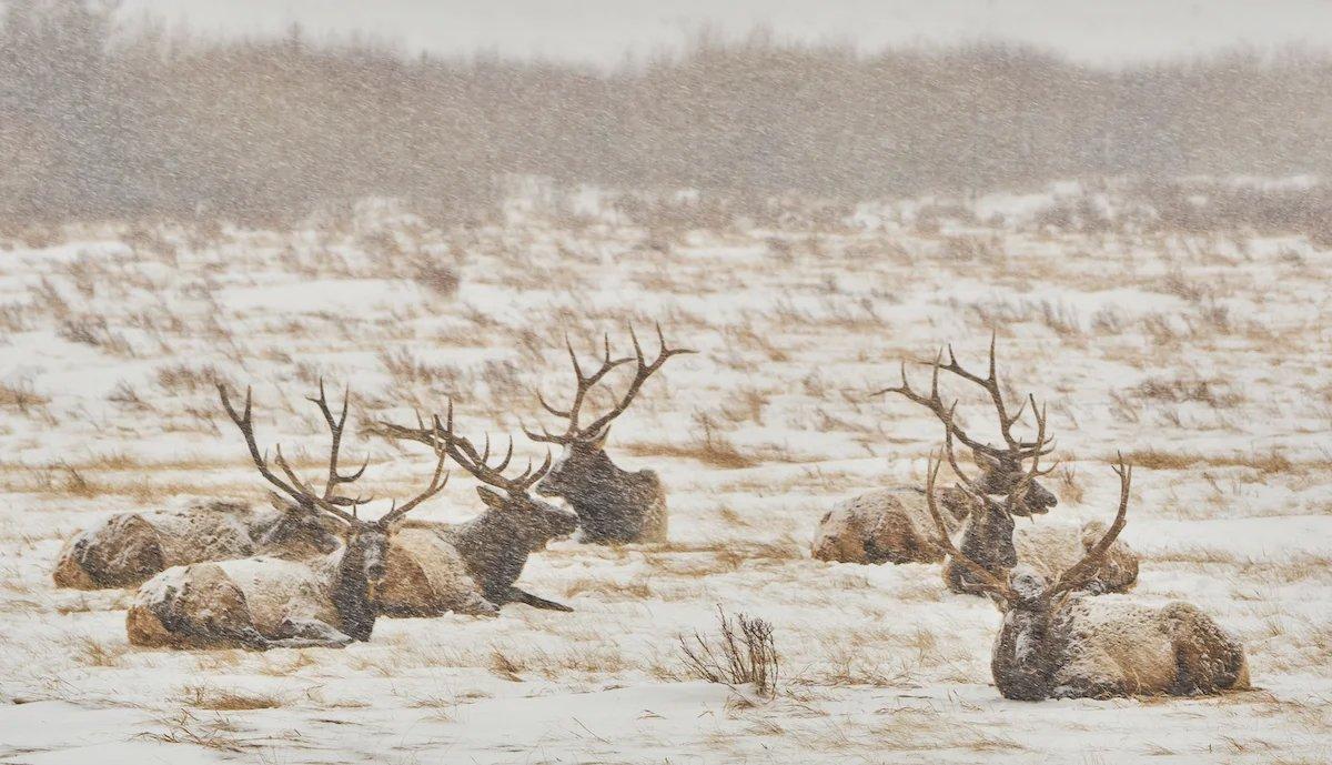 Shed Hunting 101: Expert Tips for Finding More Antlers This Spring