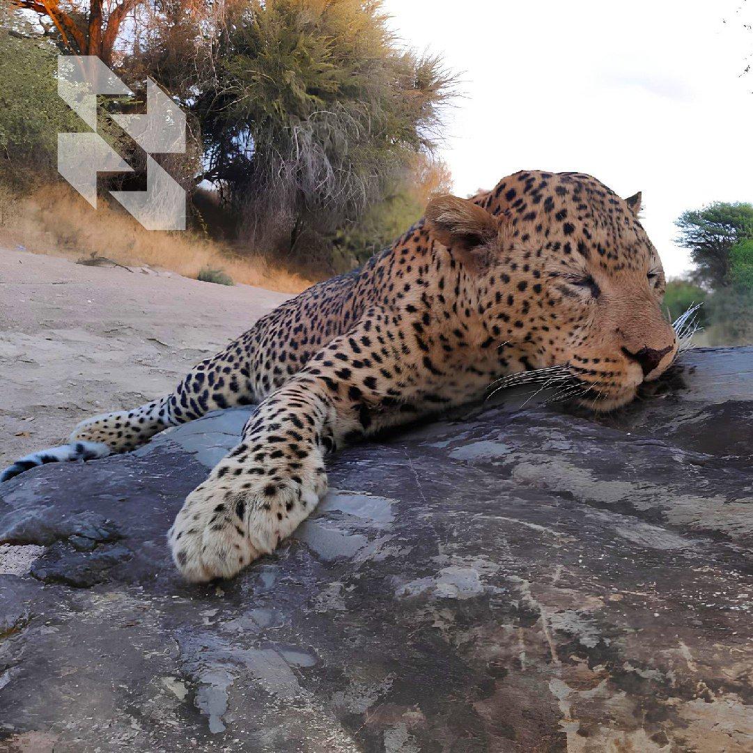 🐆 Boja raspoloženja - leopard!