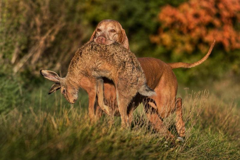 🐰🐕‍🦺🦆A rusty world in a rusty sun.😁🐾☀️