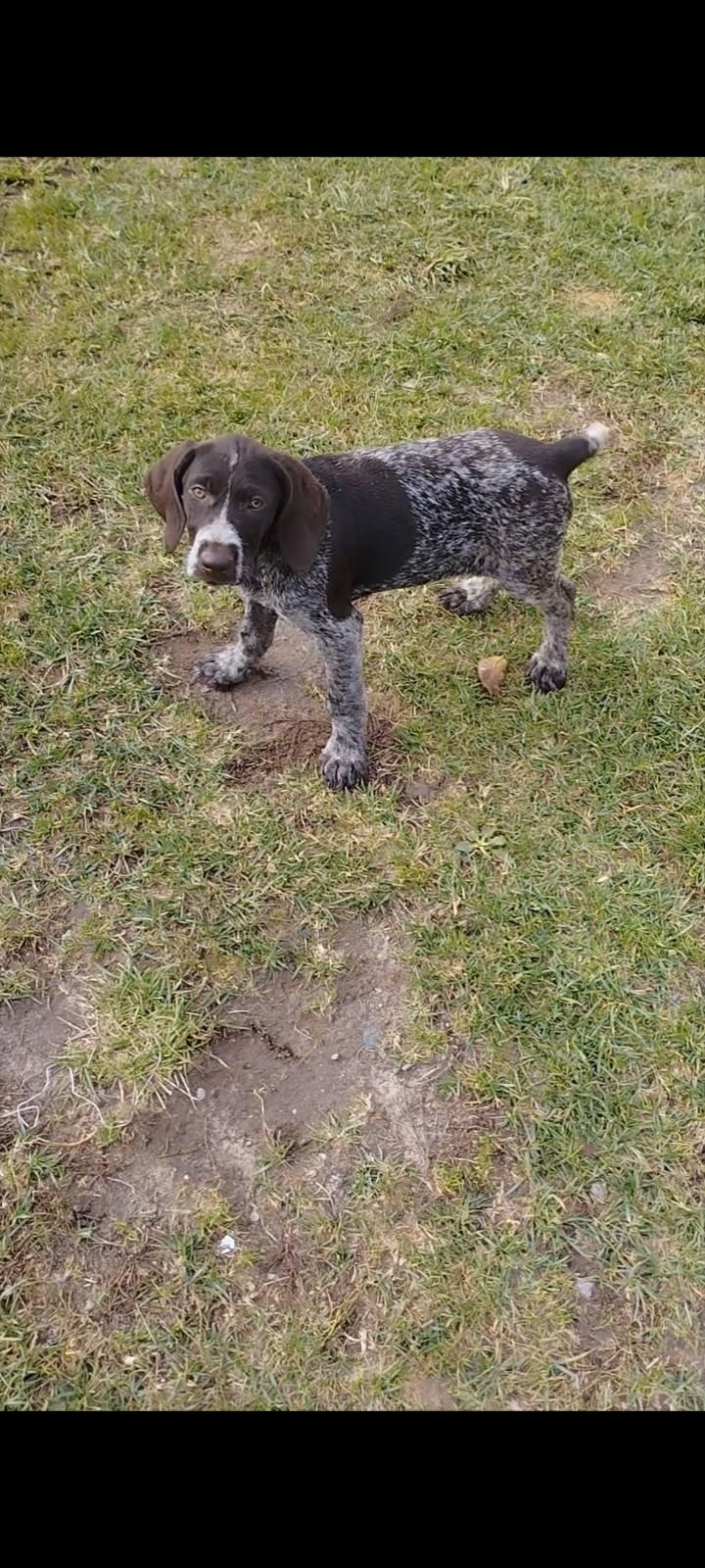 The German Wirehaired Pointer: Characteristics, Care, and Hunting Training