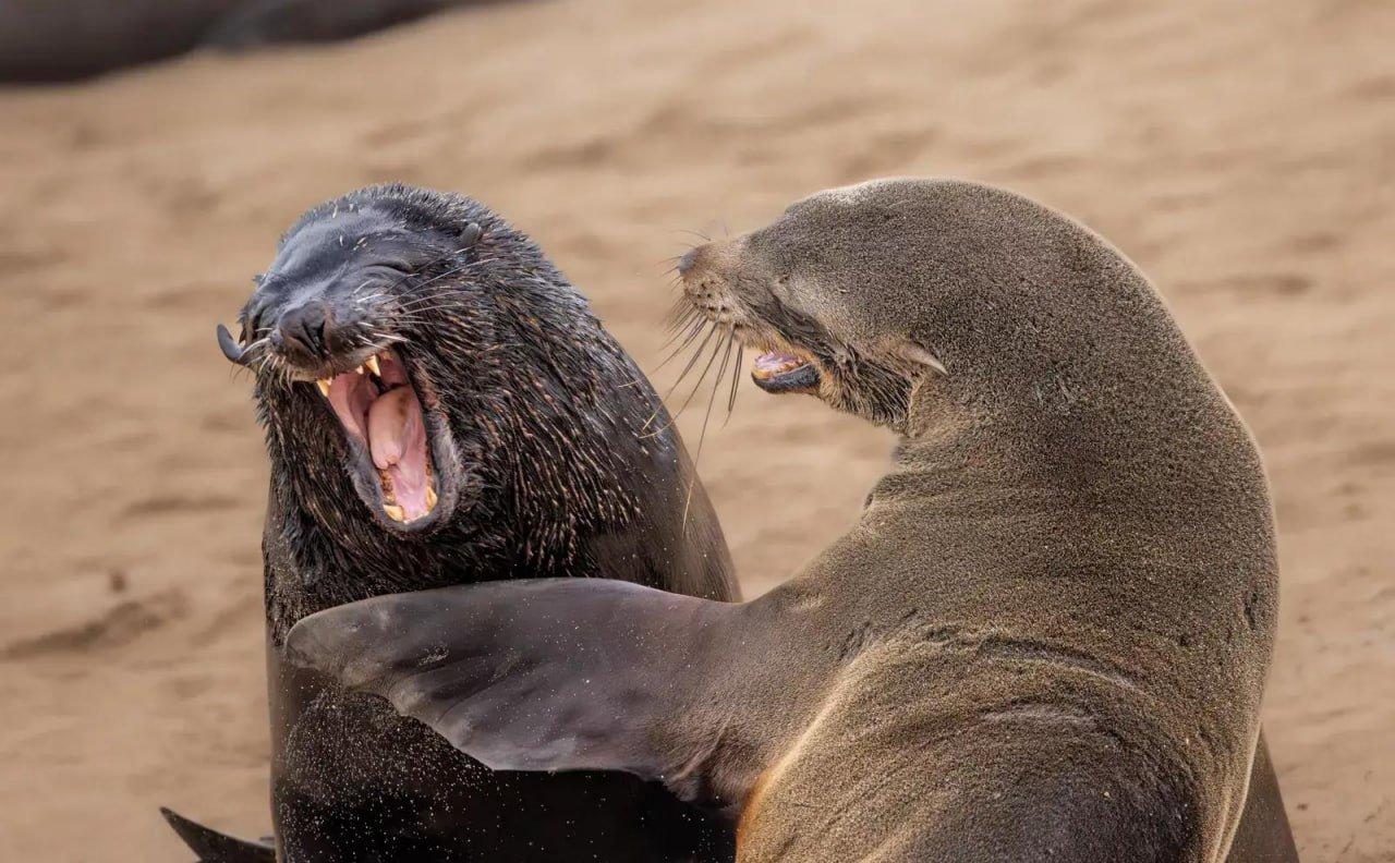 Объявлены победители конкурса Comedy Wildlife Photography Awards за самые смешные кадры из жизни дикой природы.