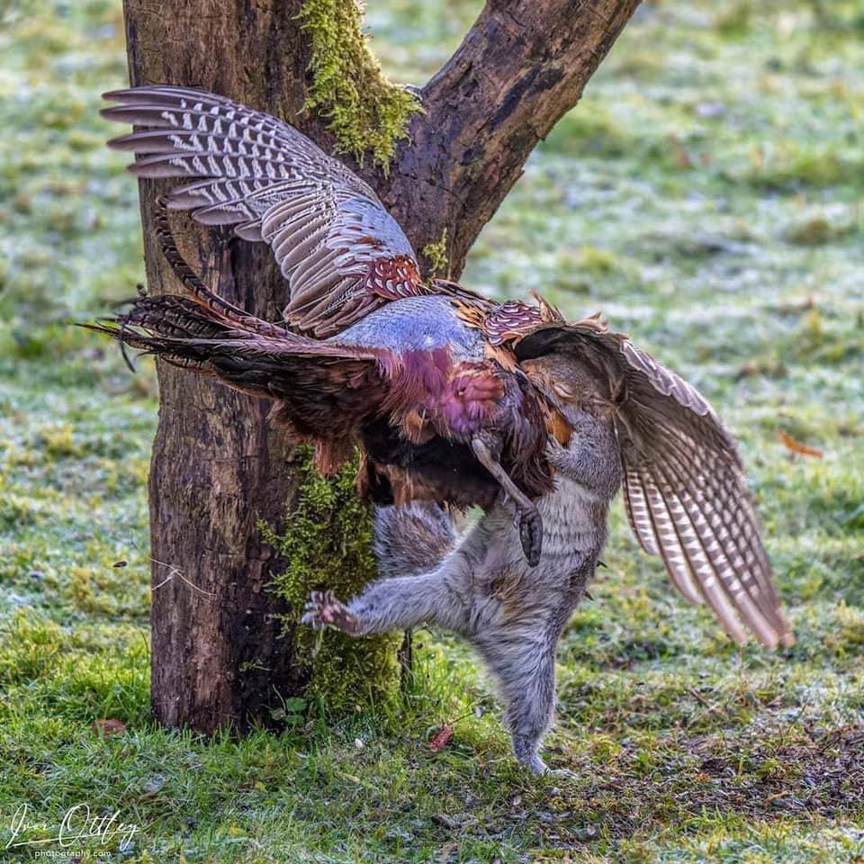 Pheasant vs Squirrel