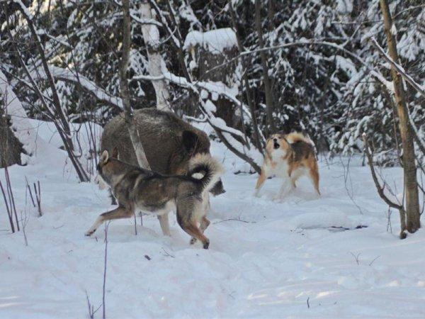 Восточно-сибирская лайка: характеристика, содержание, использование на охоте