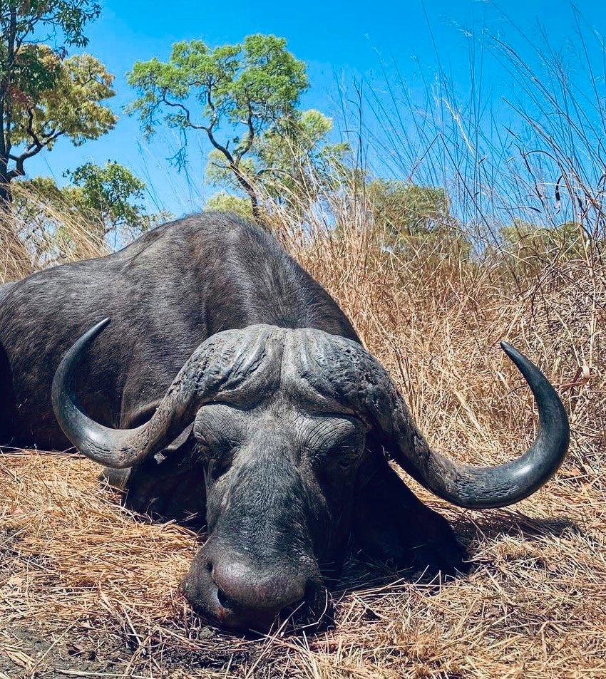 Buffalo Hunting in Mozambique: methods, season, areas, price.