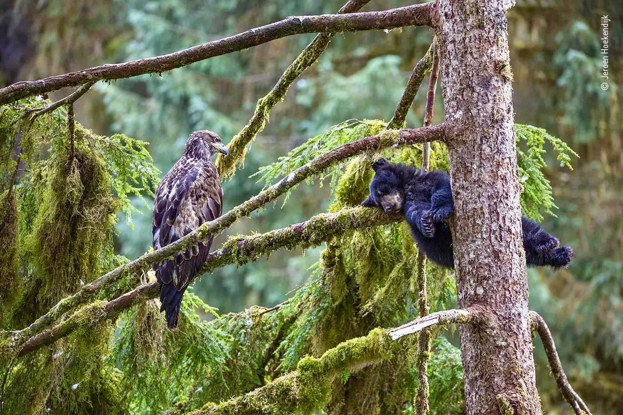 The Funniest Photos in the History of the Wildlife Photographer of the Year Contest.