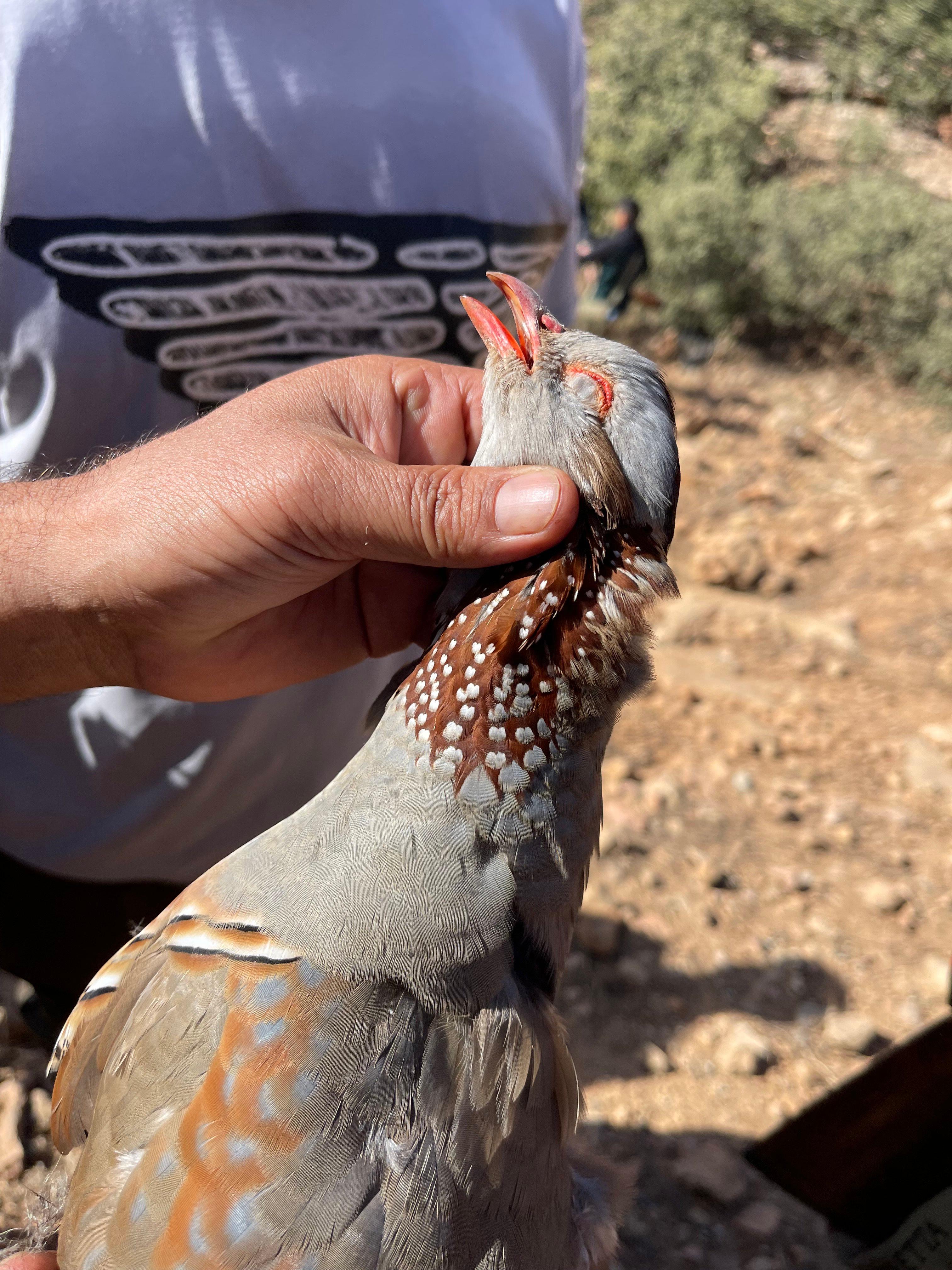 The Ultimate Guide to Partridge Hunting in the Mountains of Morocco