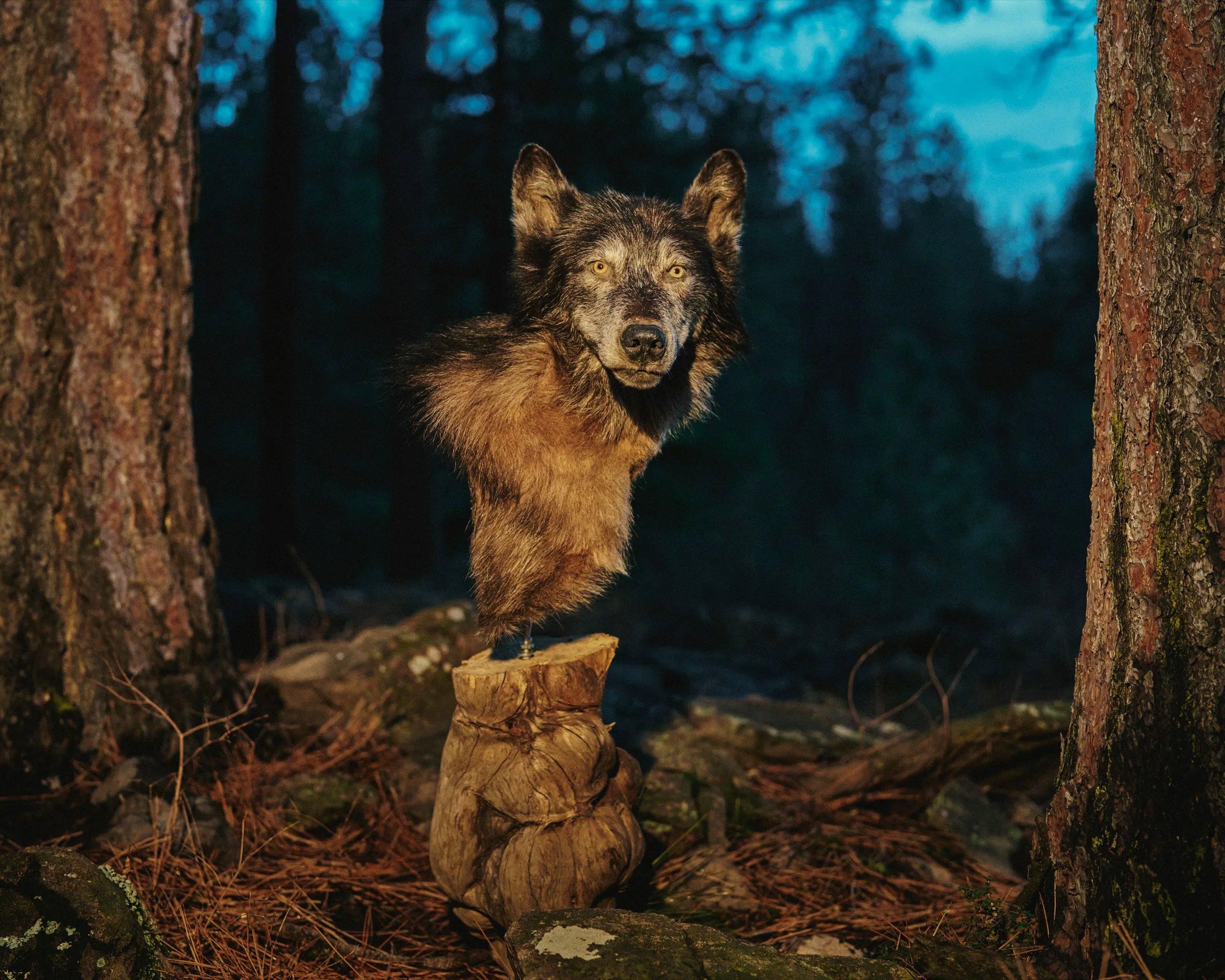 The gray wolf prefers to eat fleet ungulates—elk, deer—but when Europeans arrived in America with livestock its menu expanded.