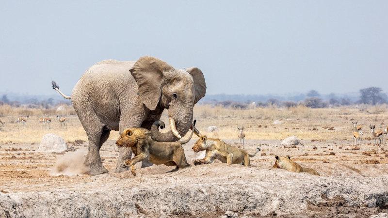 'Elephant chasing Lions' Image by Allan Metcalf.