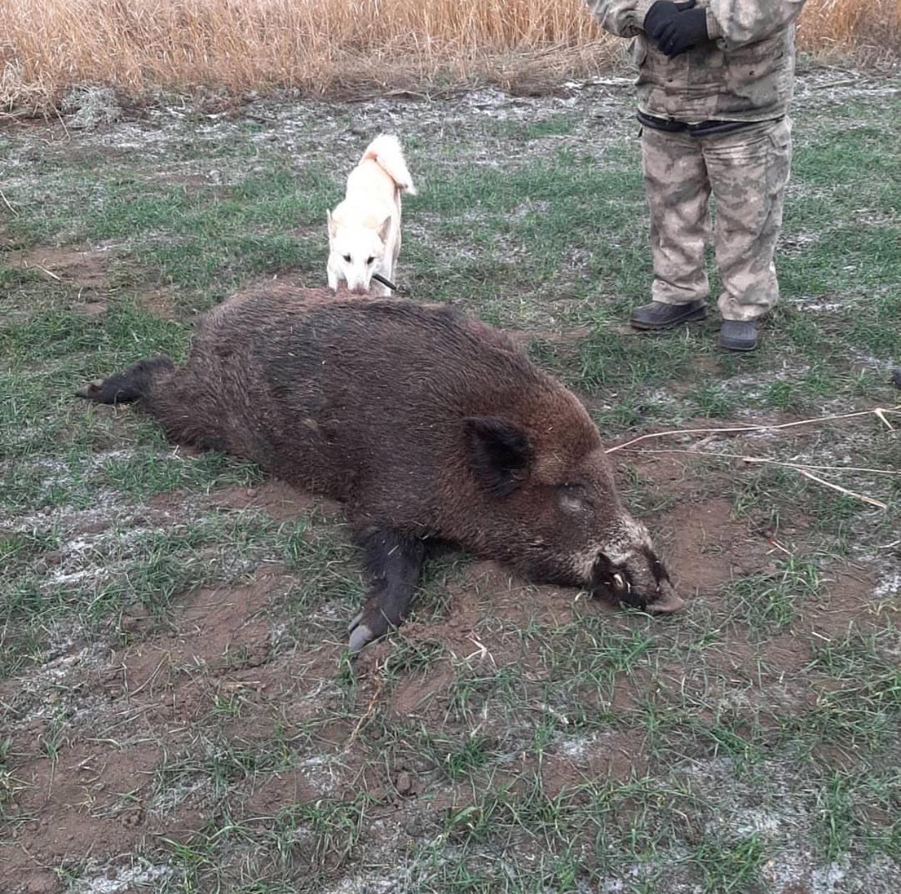 Методы охоты на кабана в Беларуси.