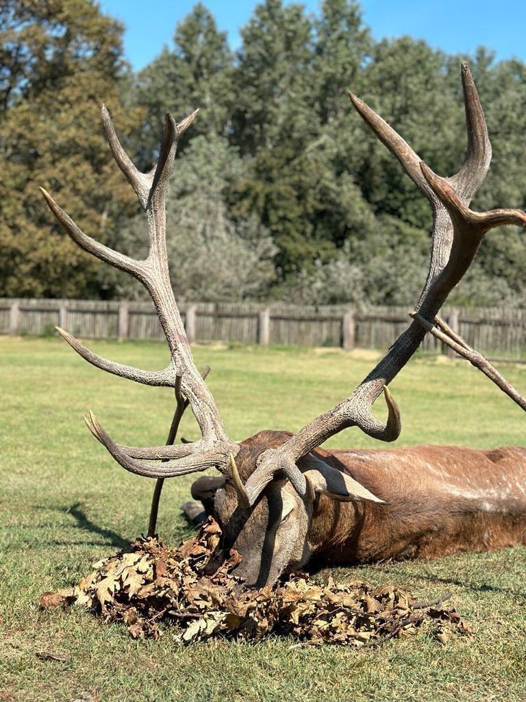 🌿 Last spots for Red Stag hunt🌿
