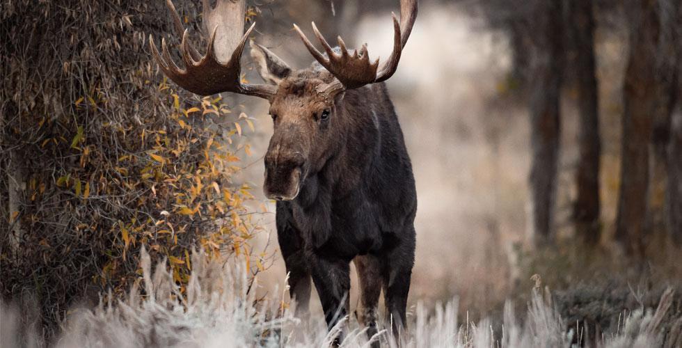 Handy guide for hunting in Québec