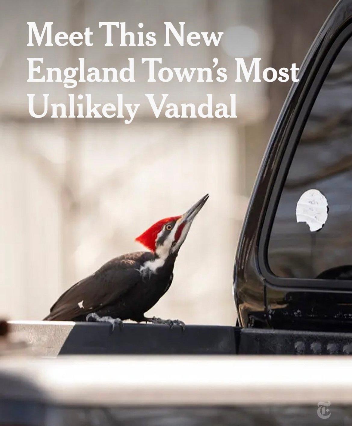 More than 20 vehicles have been recently damaged in a town on Cape Ann, Massachusetts, with driver's side windows and mirrors being cracked.