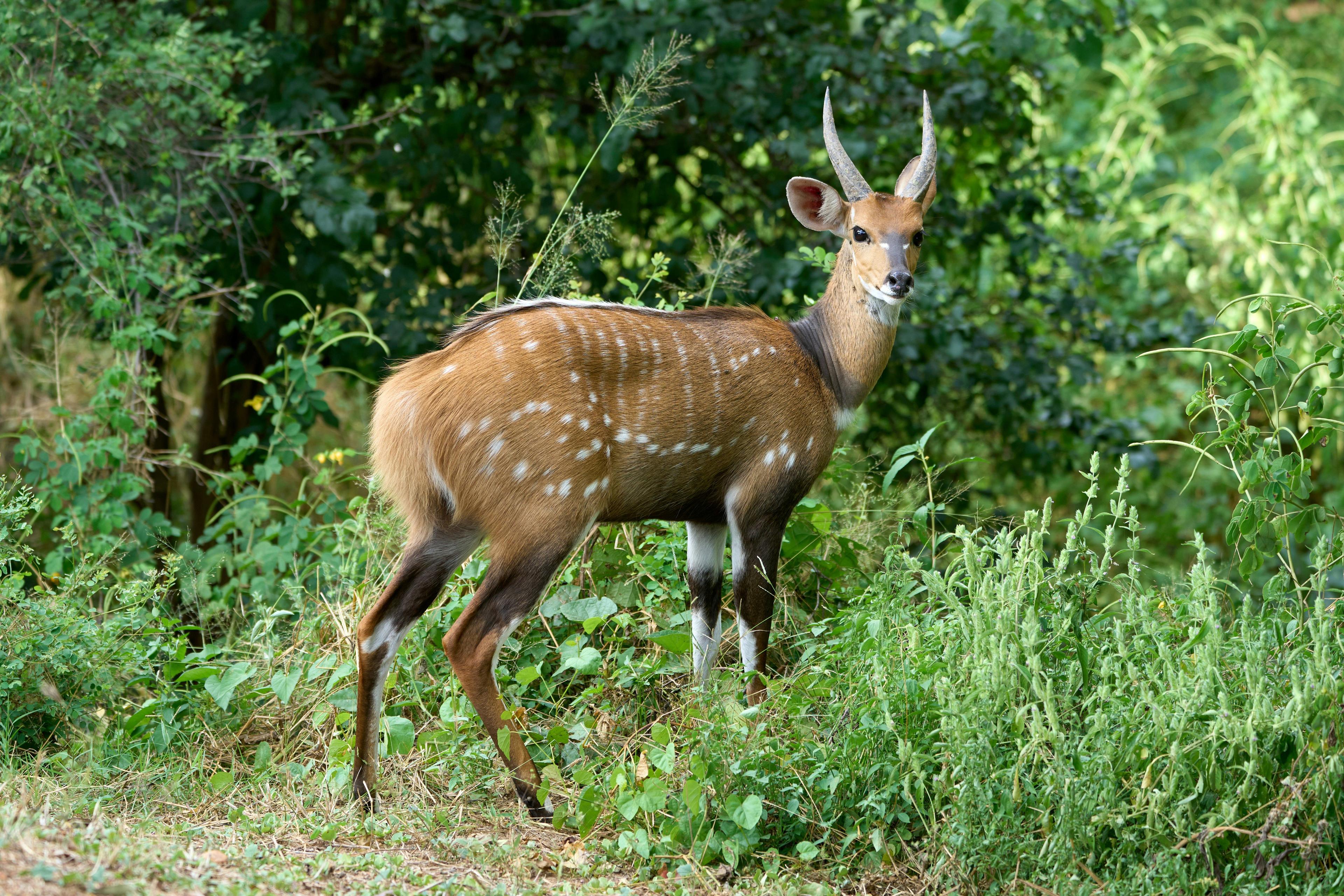 Hunting in the QUIRIMBAS ARCHIPELAGO: A Unique African Experience in Conservation and Tradition