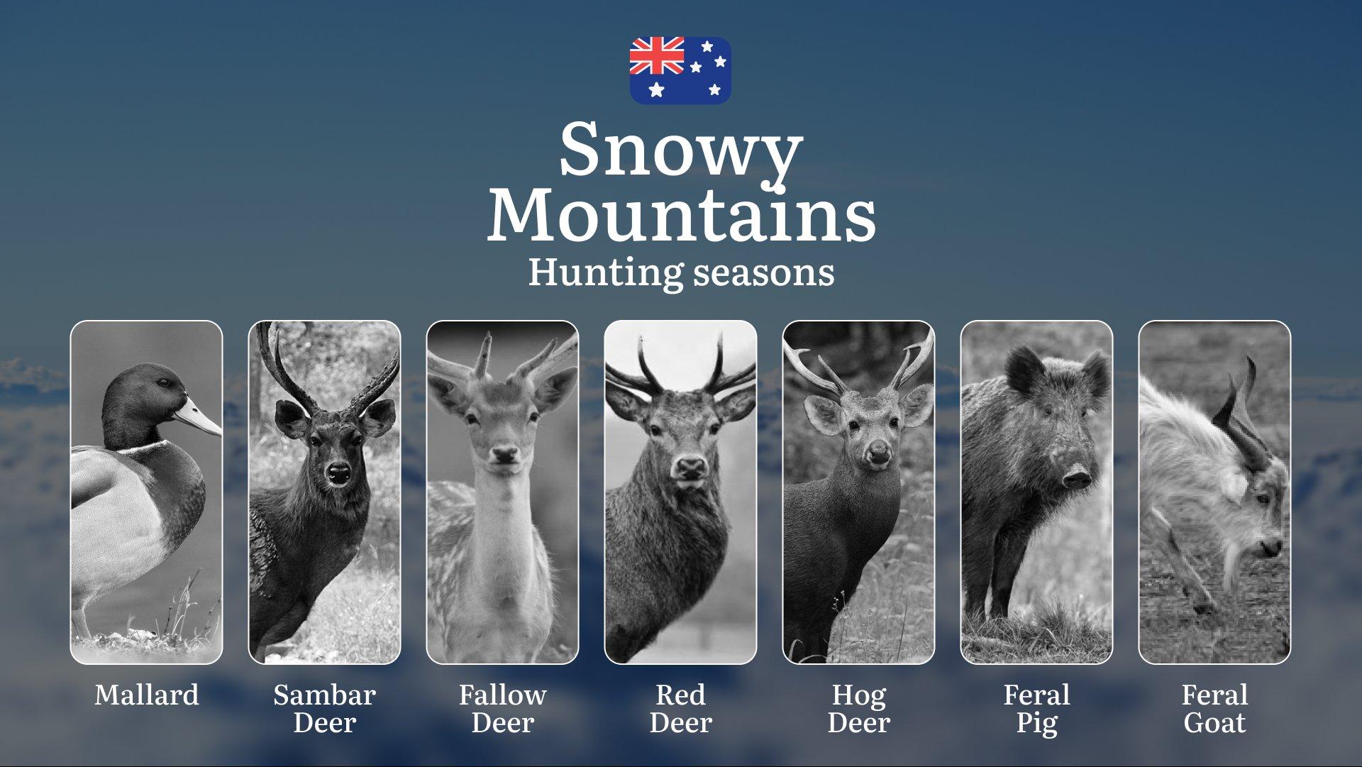 Secrets of the Snowy Mountains: When the Wild Calls – Hunting Seasons, Tactics & Trophy Moments in Australia's High Country
