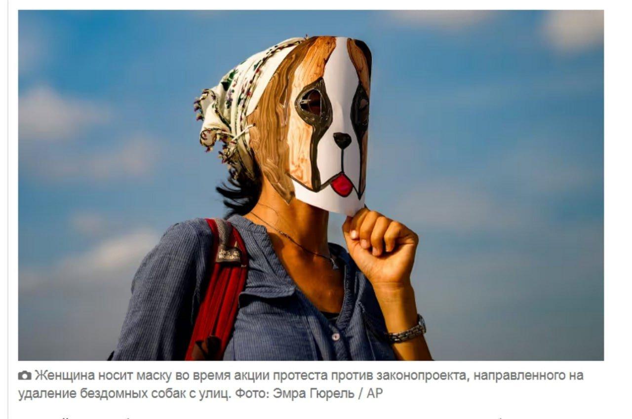 В Стамбуле протестуют против отлова 4 млн уличных собак