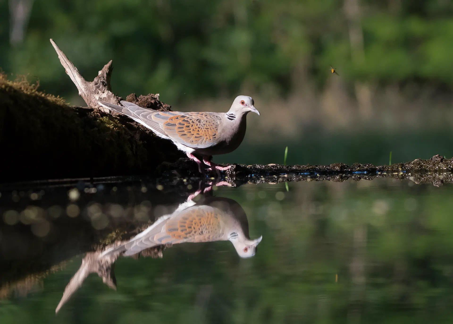 Grouse hunting in the Eastern region of Morocco: A complete guide to successful hunting: from geography and seasons to traditions and rules.