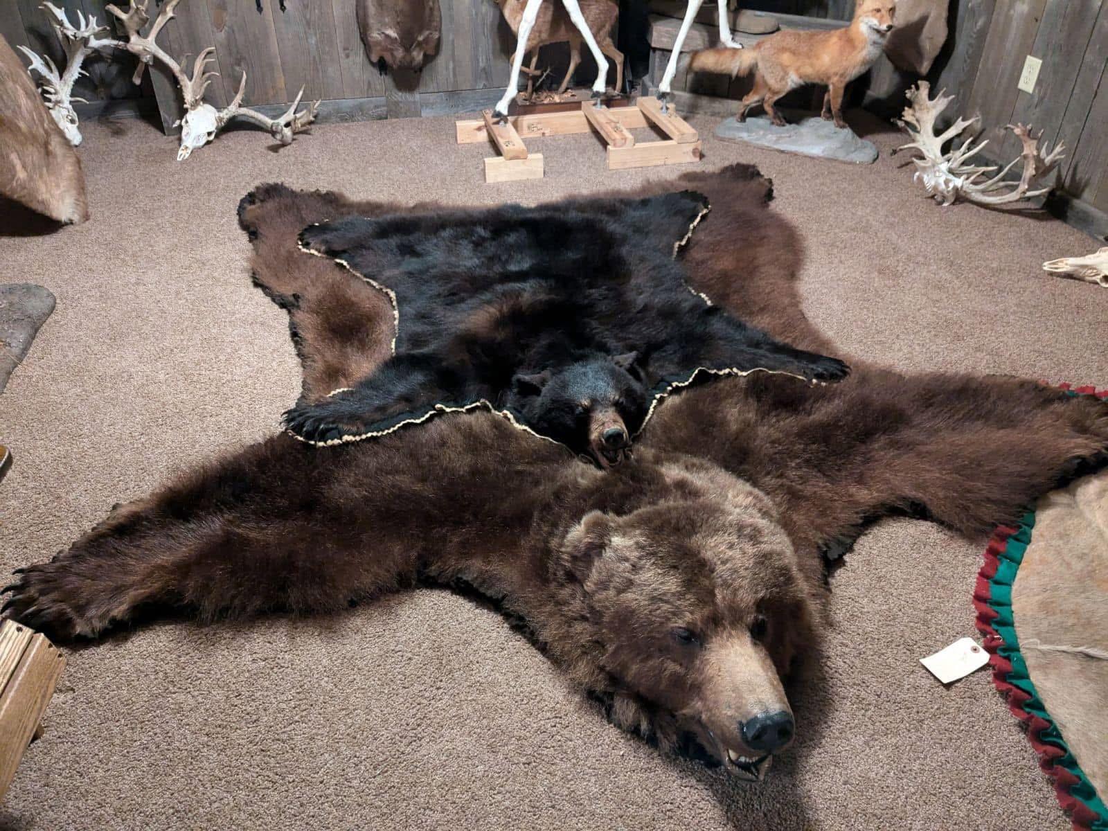 While Pennsylvania Bear season is in full swing, this comparison serves as a sobering reminder of the size disparity between a black bear and a Grizzly.