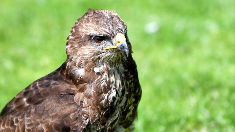 Police say buzzard shot in Fife suffered agonising death