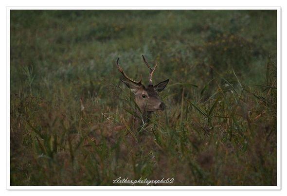 Le roi de la forêts 📸📸