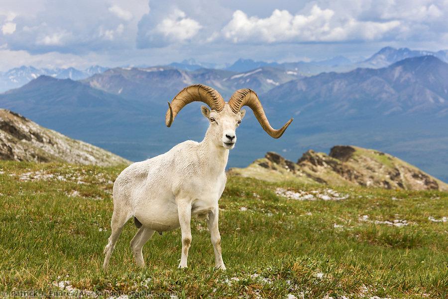 Dall Sheep (North America)
