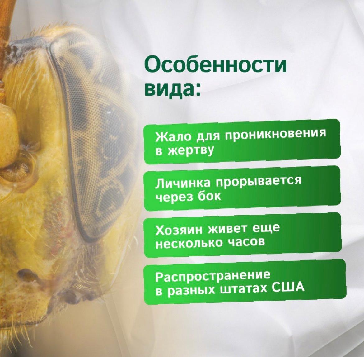 В мире энтомологии произошло захватывающее открытие , которое словно