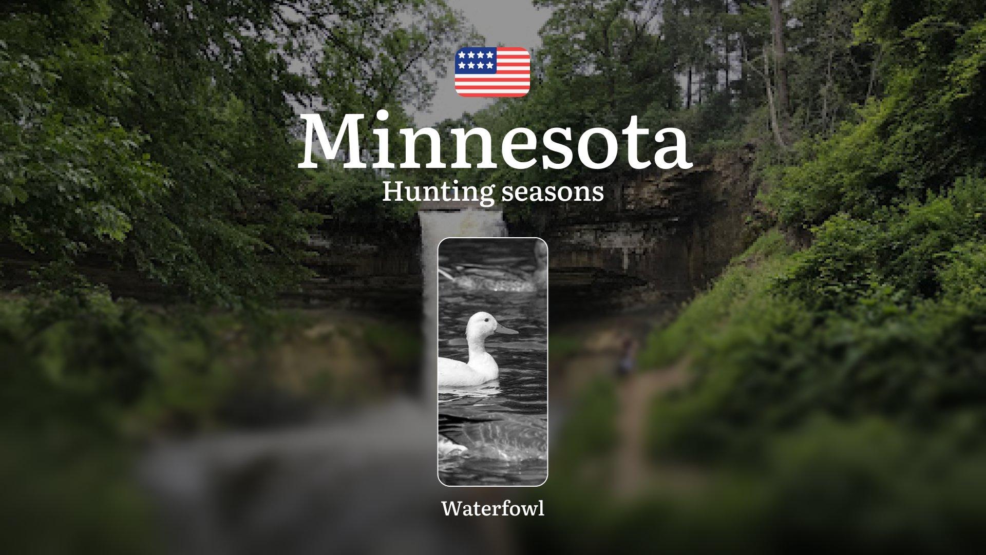 Waterfowl Hunting Seasons in Minnesota, USA: Hunting Periods, Opening and Closing Dates, Licenses, Rules, and Best Times for Hunting