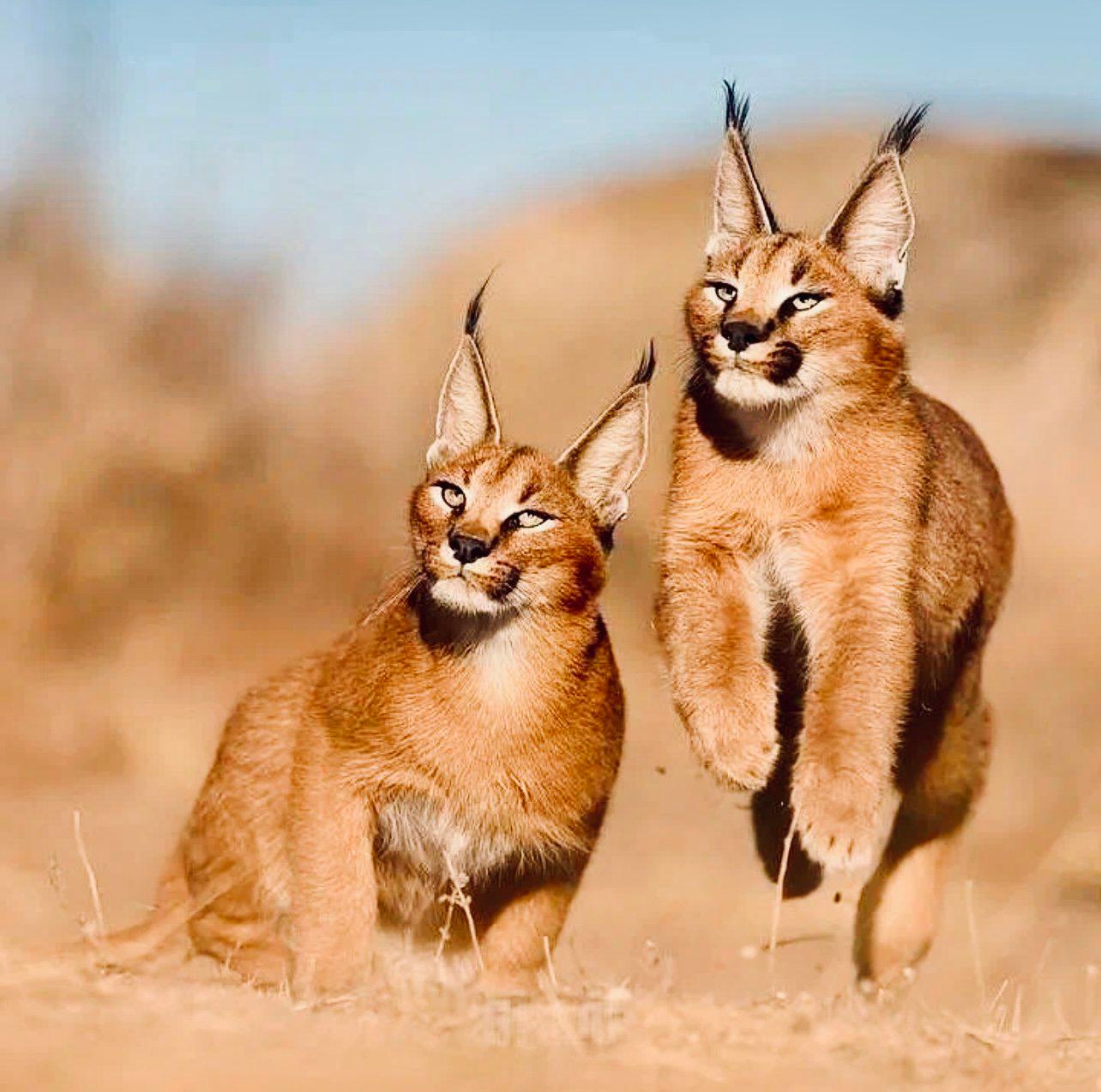 КАРАКАЛ: описание, охота на каракала, повадки, где обитает, методы добычи, трофейная ценность и рекомендации охотникам.