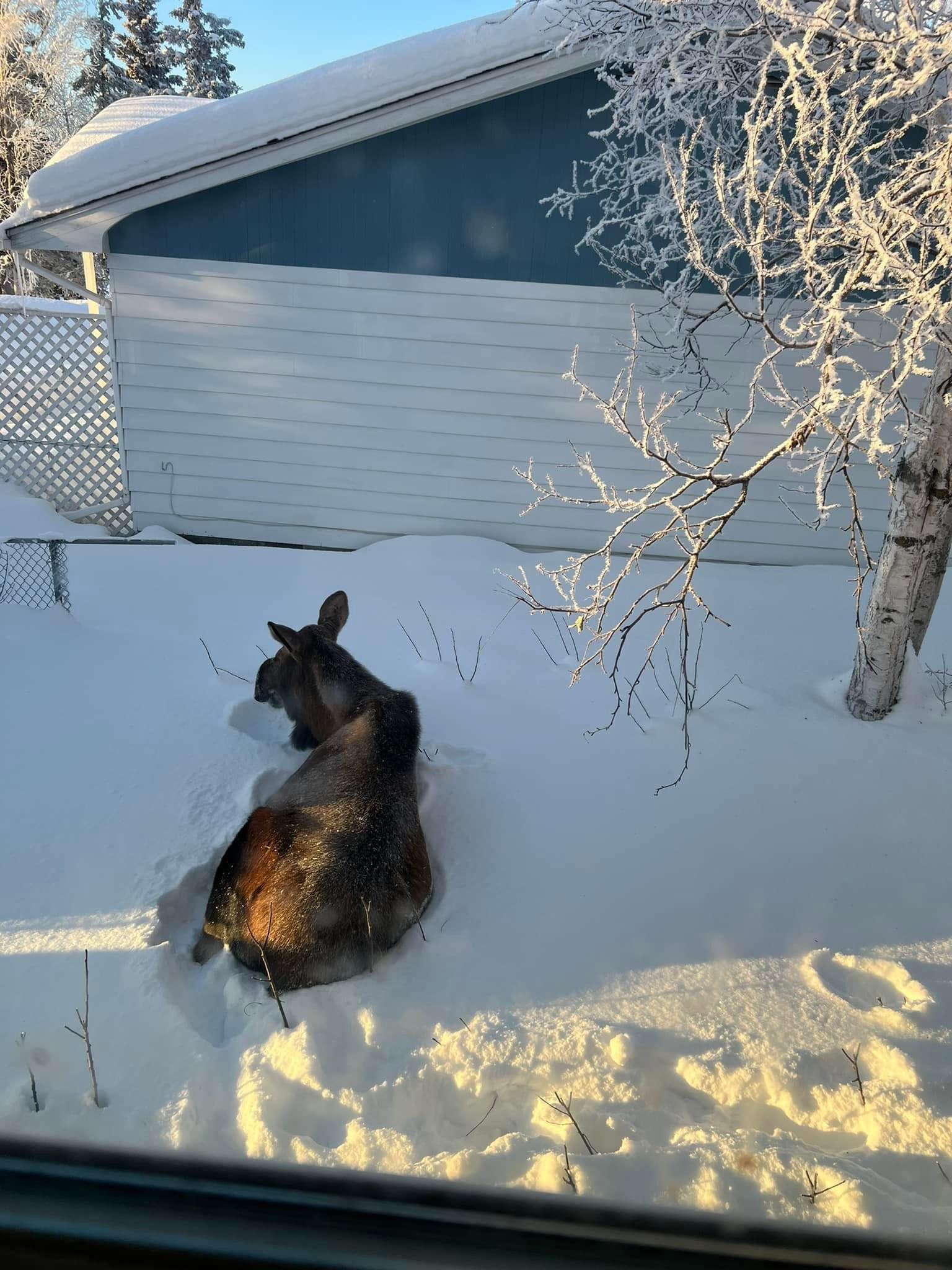We had a moose visit us Thursday.