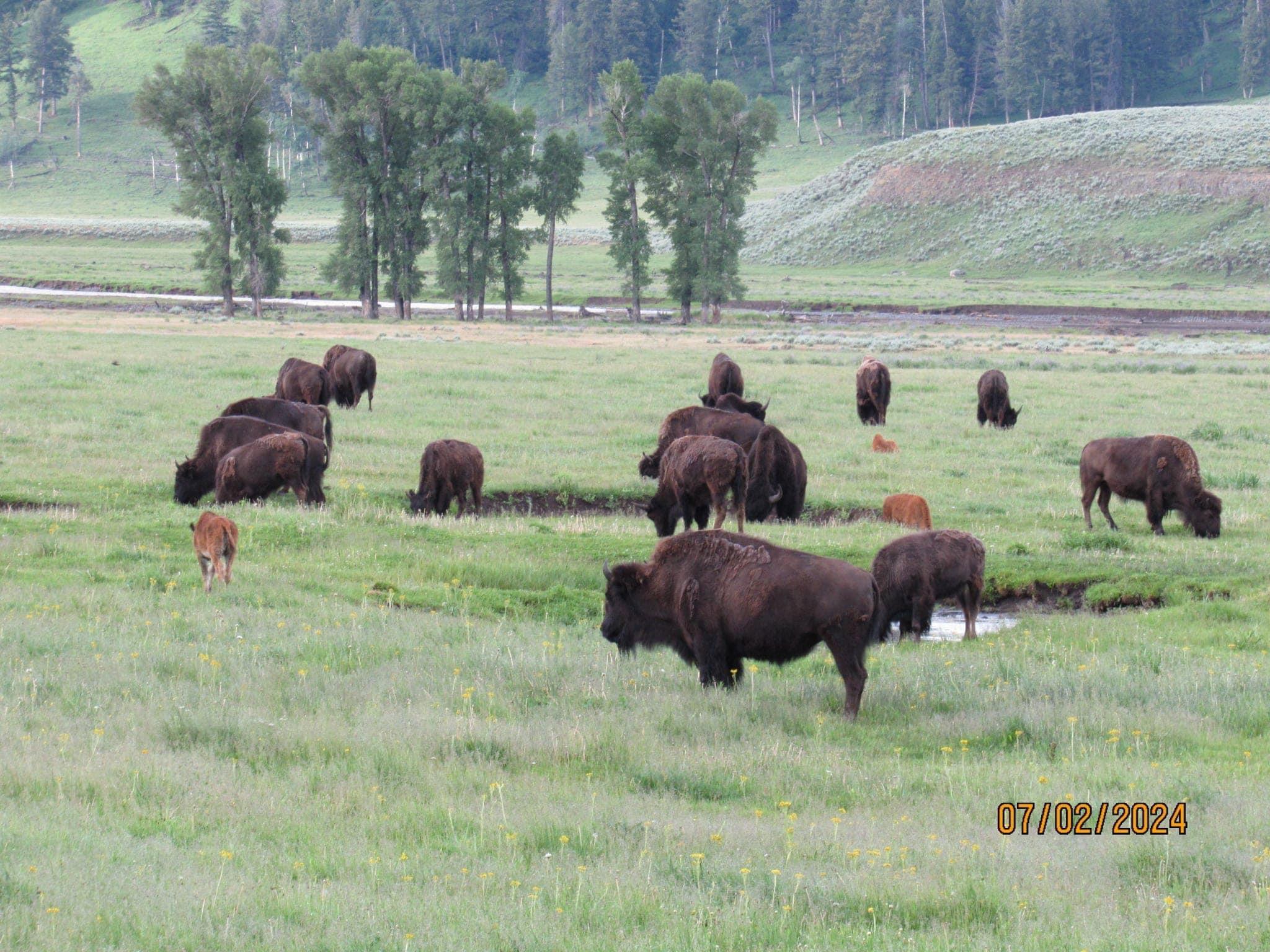 We just came back from a great trip to GTNP and YSNP!