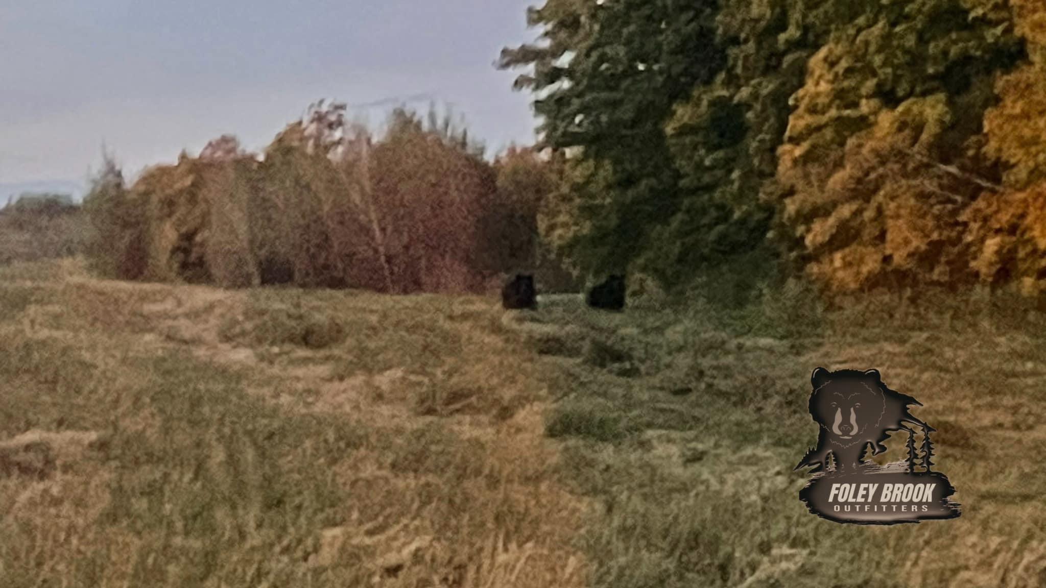 Foleybrook Outfitters still have four spots available for their Spring Black Bear hunt in New Brunswick, Canada in 2024