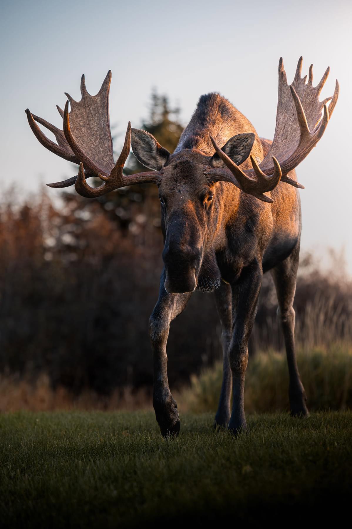 I got the opportunity to photograph this impressive bull last week when he wandered from his grazing area to bed down under the trees.