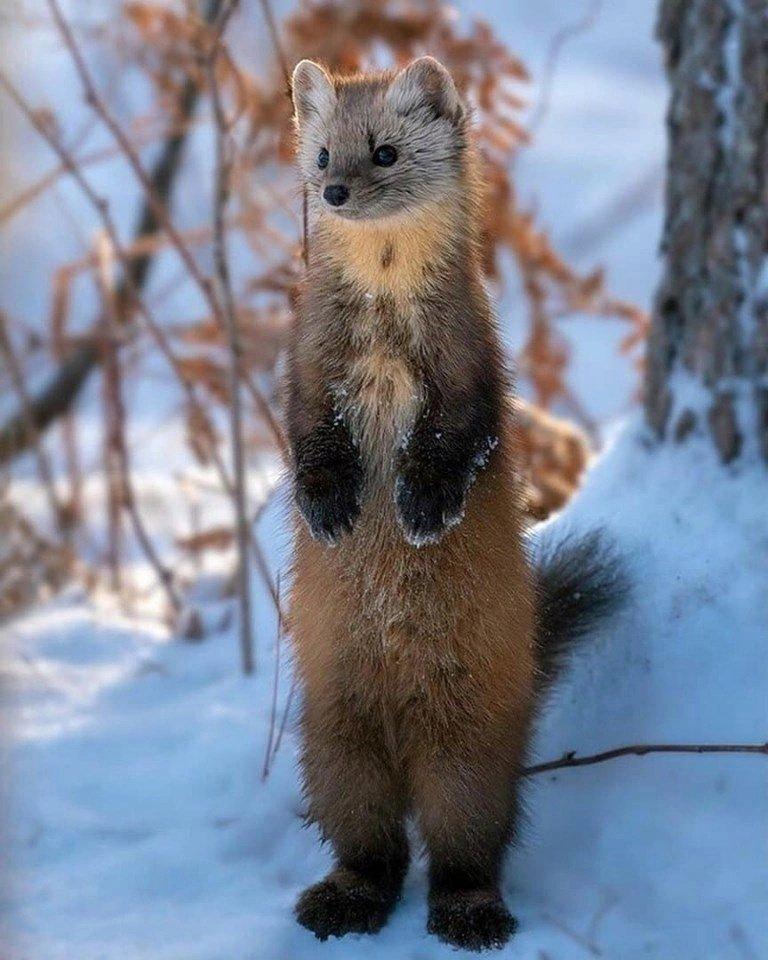 Милоты в ленту