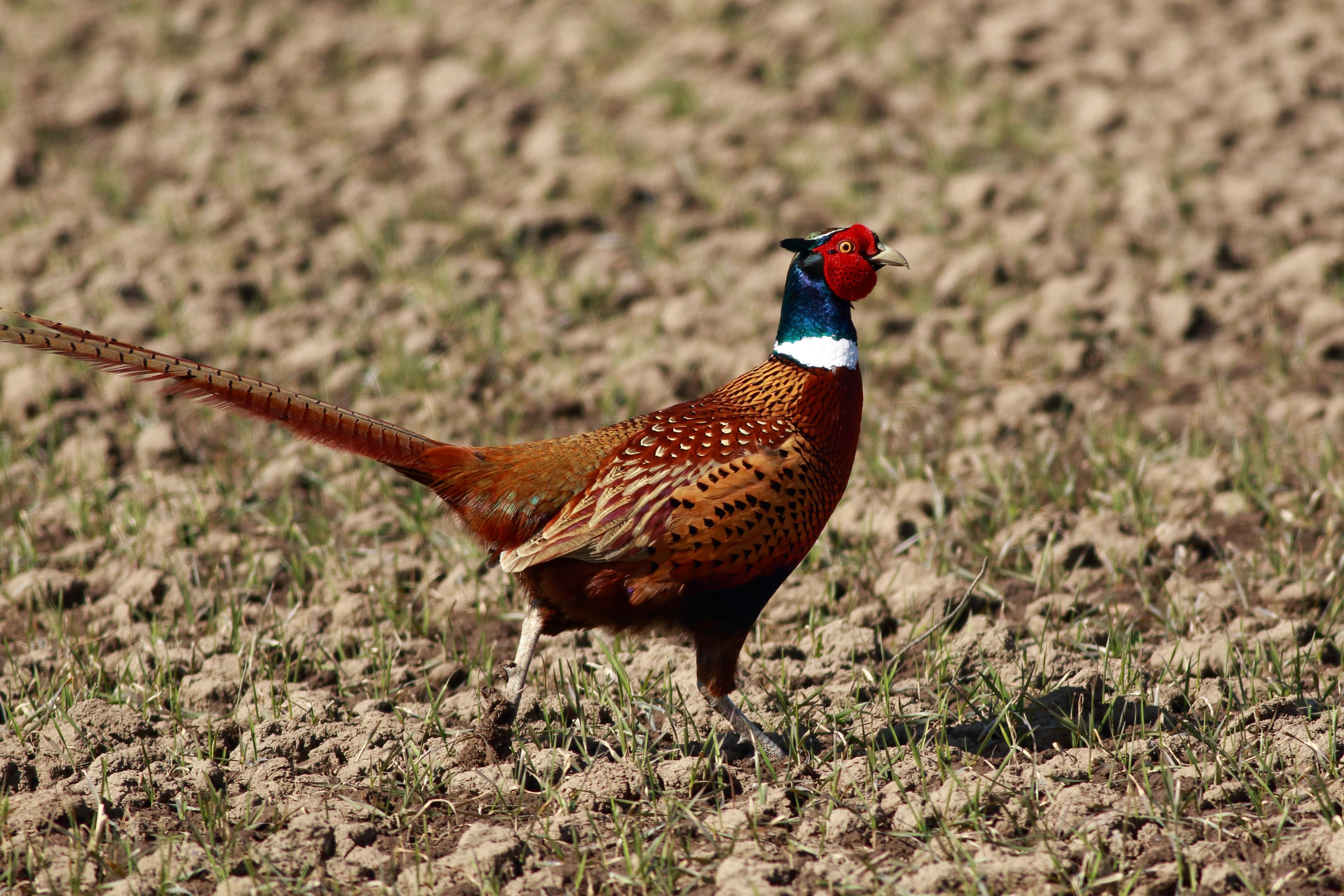 🦚 Poľovačka na bažanty na Slovensku: Umenie streľby a poézia peria