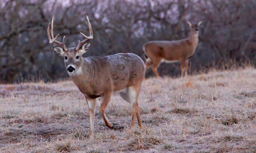 🫎 Hunting Season is Here!