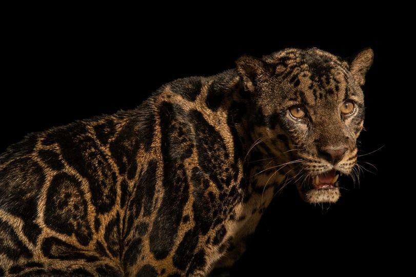 Meet Gumara, an endangered Sunda clouded leopard that calls Gembira Loka Zoo Yogyakarta home.
