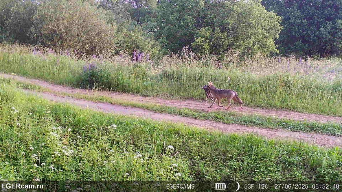 🐺The story of one pair of wolves in the hunting grounds of Alexander from our RikaNV team in Belarus!