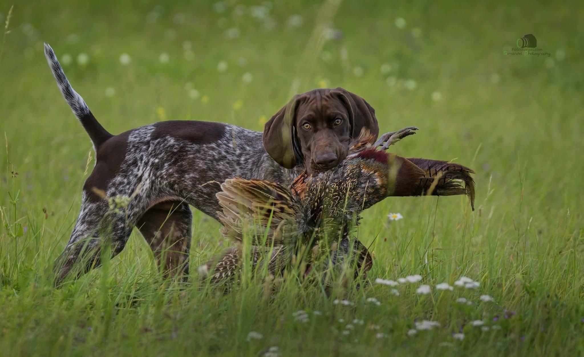 A little German who has a hunting desire to learn.
