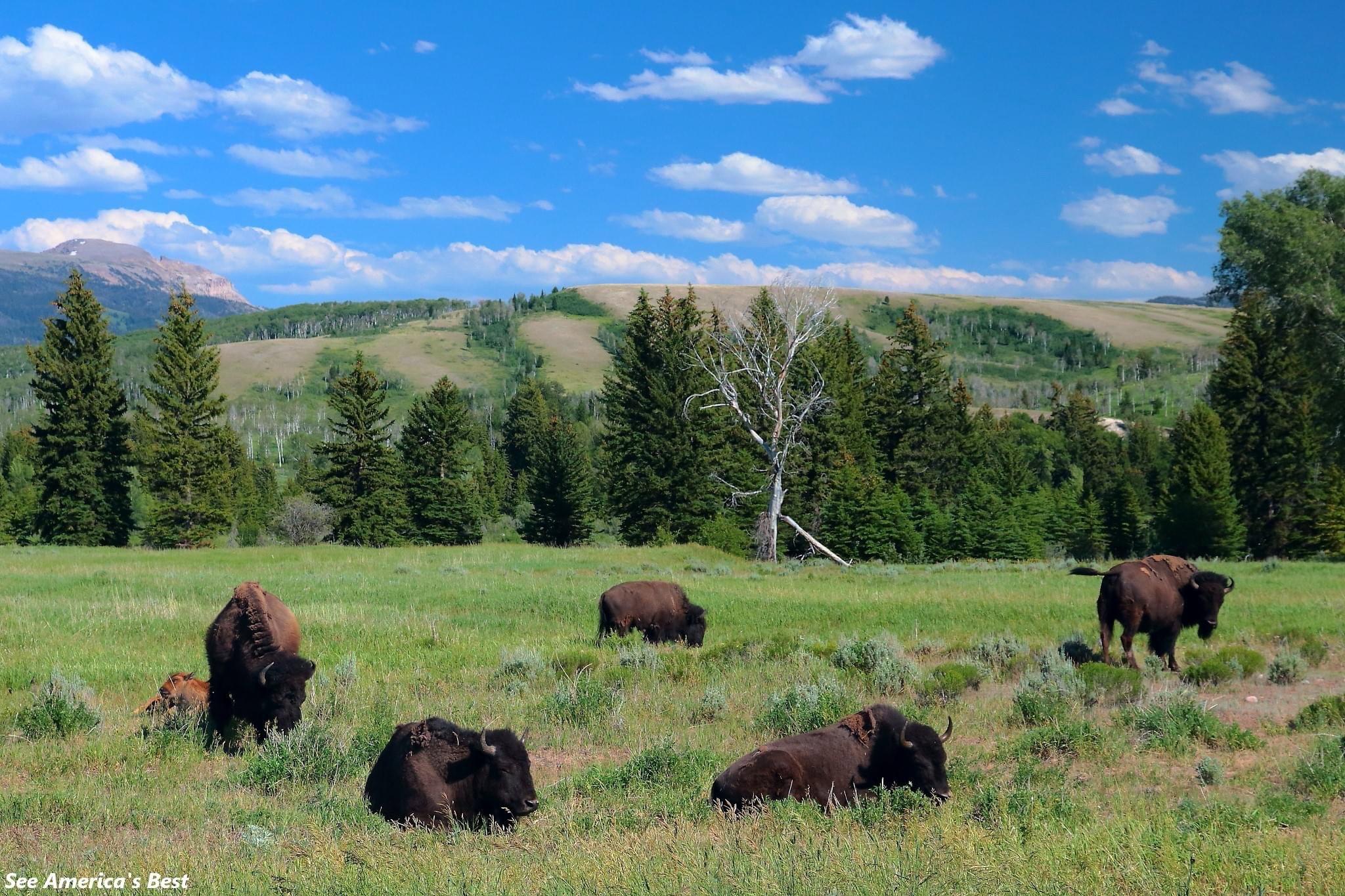 In addition to Yellowstone, the neighboring Grand Teton National Park is also worth spending your time!