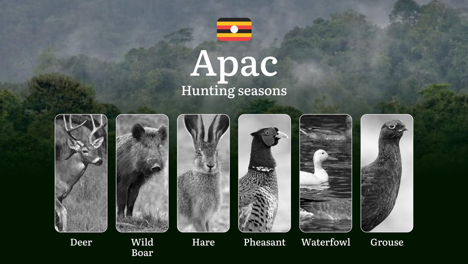 Scheduled Hunting Times in Apac: Area Regulations, Steps to Obtain a Hunting License, Sanctions for Breaching Hunting Periods, Tips on Timing, Gear Selection, and Hunting Methods
