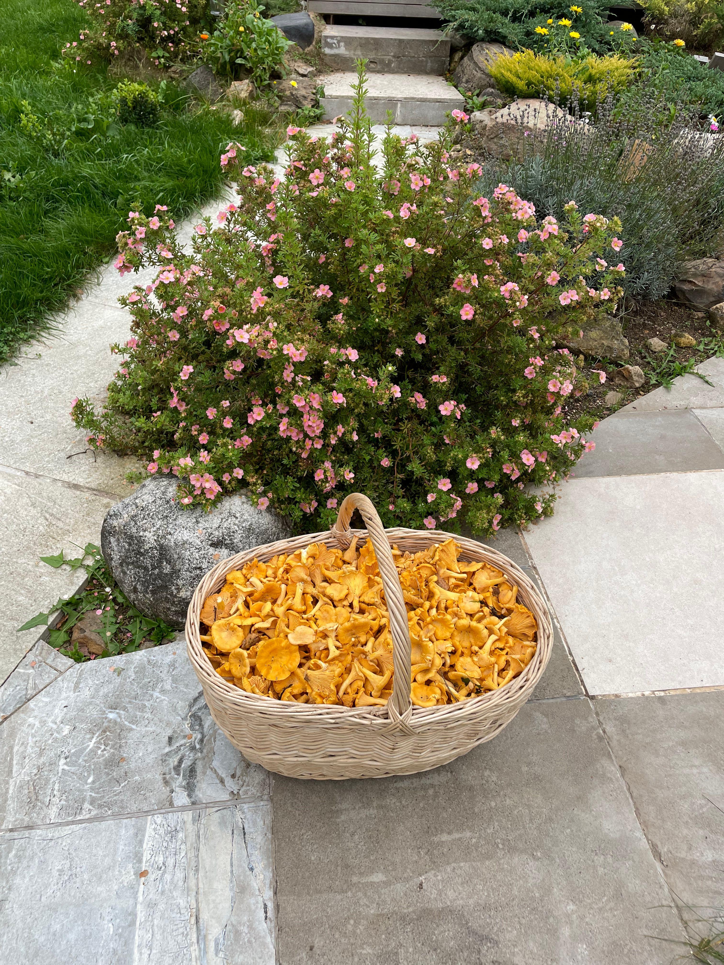 Cantharellus cibarius —conocido comúnmente como rebozuelo, anacate o chantarela— es un hongo basidiomiceto de la familia Cantharellaceae.