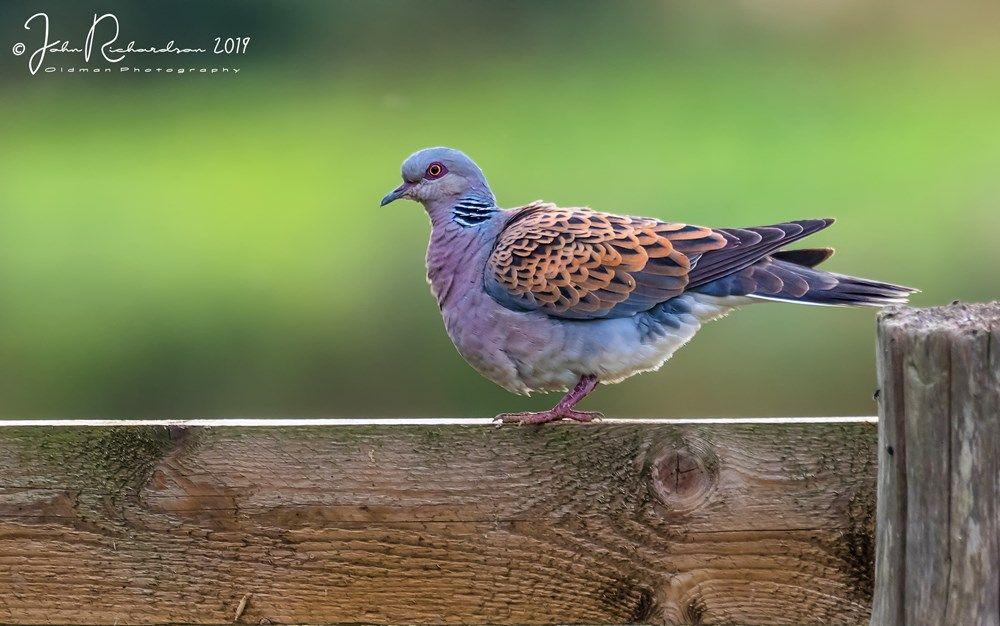 Italy allows hunters to shoot 7.5m rare turtle doves: ‘This will accelerate decline until no birds are left’.