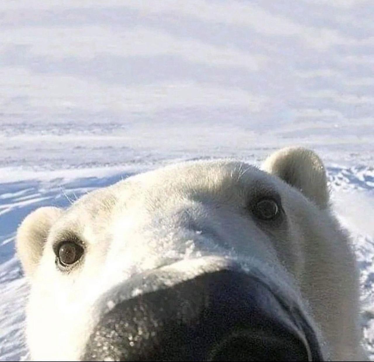 Na internetu su objavljeni selfiji medvjeda snimljeni kamerom.