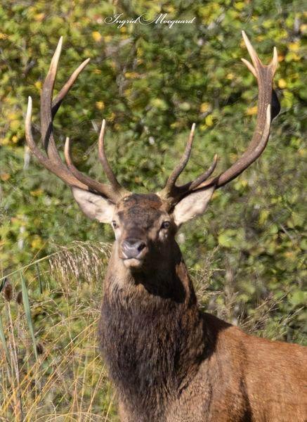 Moments magiques et inoubliables offerts par mère nature que je partage avec vous tous 🙏🍃✨🦌