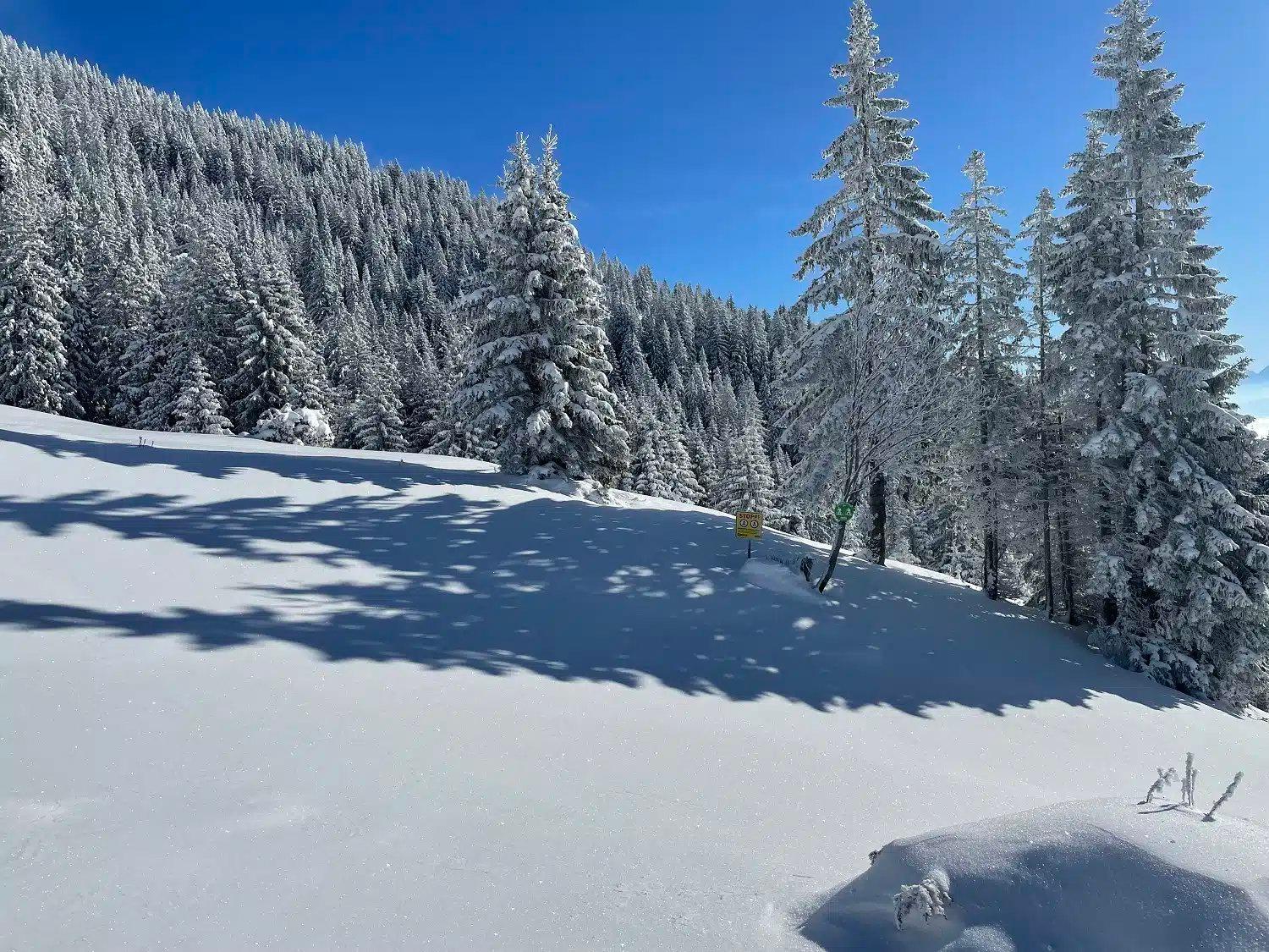 Winter ist zurück: Bitte auf Wildtiere achten!