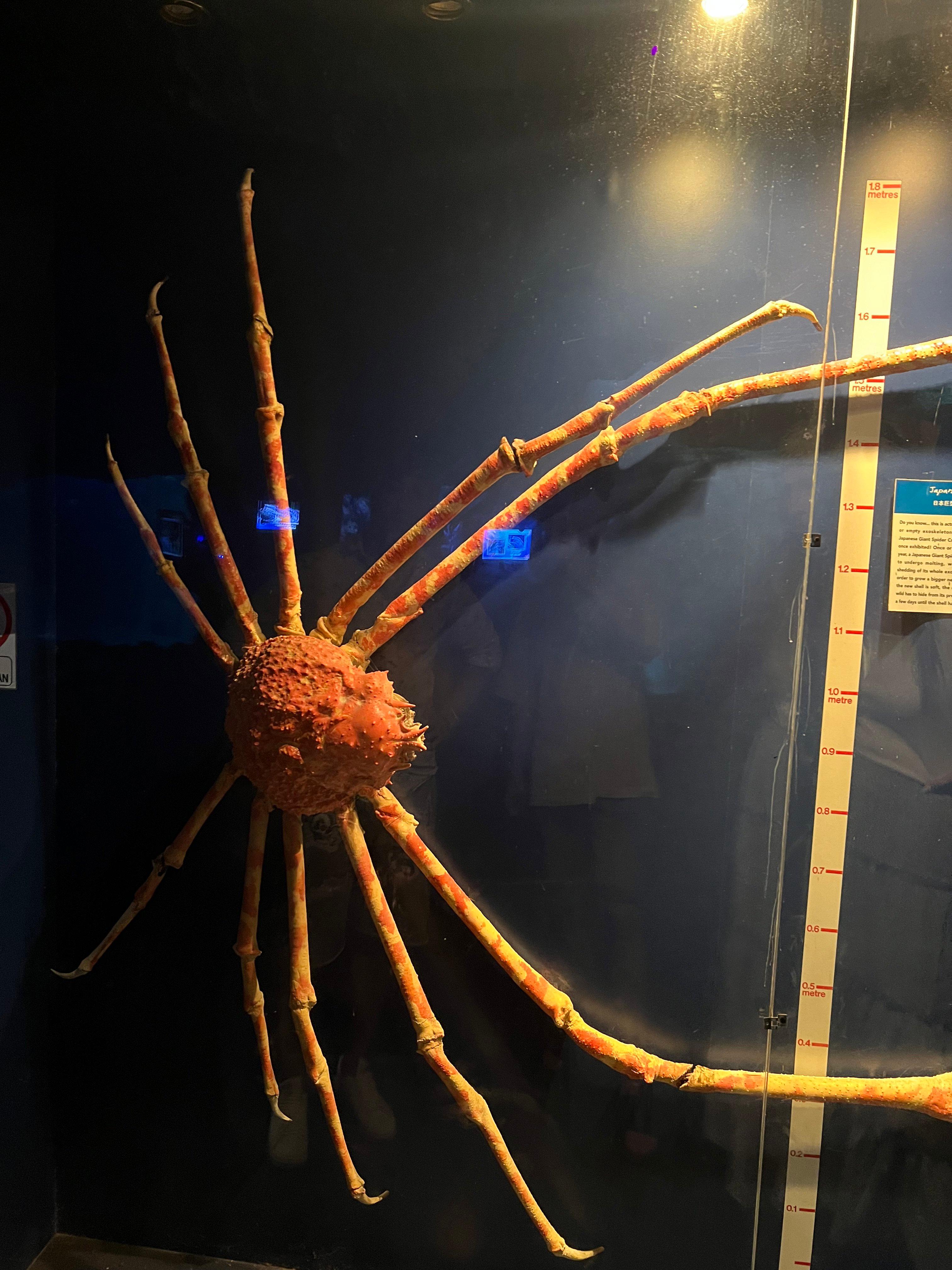 🦀