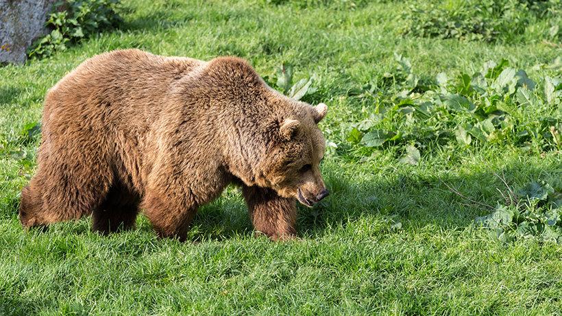 Grislikaru märgati Montanas Pryori mägedes